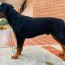 rottweiler tail docking vs natural tail