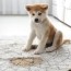 8 best carpet cleaners for pets 2023