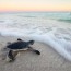 baby green sea turtle fixing to touch
