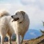 great pyrenees dog breed health and