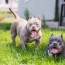 american bully breed information facts