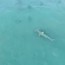 drone footage captures giant hammerhead