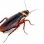 what attracts roaches to your home