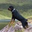 rottweiler with tail vs without is it