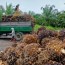 cultivation of oil palm mean for india
