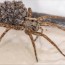fishing spider vs wolf spider what