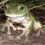 frogs shed skin to rid disease school