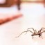 how to get rid of spiders naturally and