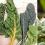 list of green leafy vegetables from a