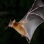 austin bat removal bat control and