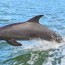 the best dolphin cruises in myrtle