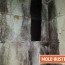 mold in garage how to prevent and how