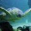 green sea turtle sea life speyer