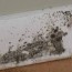 black mold what you need to know