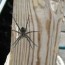 dock spiders winnipesaukee forum