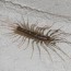 why are house centipedes in my home