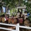 charter oak winery the napa wine project