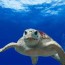 loggerhead sea turtle why is it