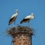 birds in the chimney home solutions