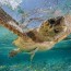 sea turtles of the caribbean the