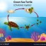 green sea turtle life cycle royalty