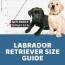 labrador retriever size guide how big