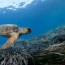 sea turtles of the mediterranean sea