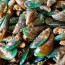 green lipped mussels for dogs how they