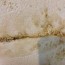 prevent mold growth on concrete