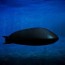 russia tests nuclear capable underwater