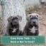 cane corso tails to dock or not to