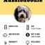 aussiedoodle dog breed complete guide