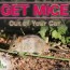 how to get mice out of your car a step