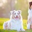australian shepherd dog breed facts