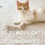 how to remove cat urine from carpet 5