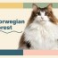norwegian forest cat breed information