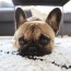 how to clean dog from carpet the