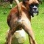 boxer tail docking how its done