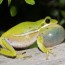 green treefrog discover herpetology