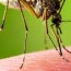 lawn care company for mosquito control