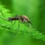 ground spray mosquito treatments