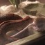 feed a corn snake mouse size chart