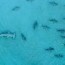 drone footage shows hammerheads hunting