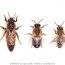 honey bee apis mellifera queen drone