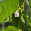 bean growing problems and solutions