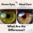difference between green and hazel eyes