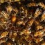why your queen bee is not laying eggs