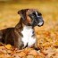 boxer tail facts what is doggy docking