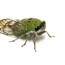 cicada season ends in alabama