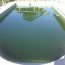 how to clean my green pool pool